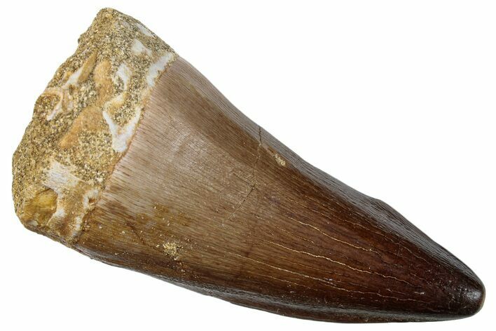 Fossil Mosasaur (Prognathodon) Tooth - Morocco #259980